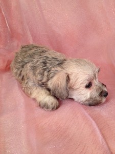 Female Schnoodle puppy for sale #7 Ready December 20th, 2012|Shipping to All Major Airports like Fort Lauderdale FL for only $150 3